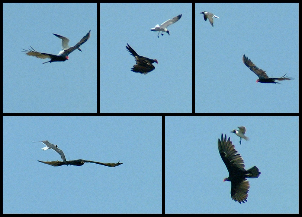 (18) montage (sea gull attacking turkey vulture).jpg   (1000x720)   210 Kb                                    Click to display next picture